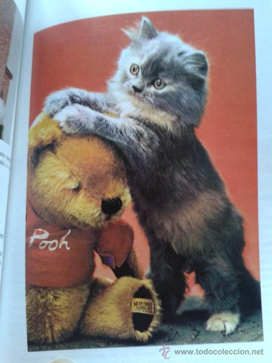 Libros: MI GATO PERSA -- EARL SCHNEIDER -- - Foto 2