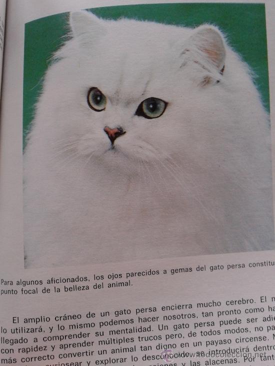 Libros: MI GATO PERSA -- EARL SCHNEIDER -- - Foto 3