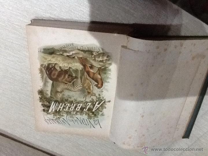 Libros: La vida de los animales, mam&iacute;feros , 1882 A.E.Brehm - Foto 2