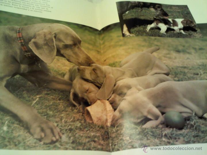 Libros: LIBRO DE PERROS EDITORIAL SUSAETA EDITADO EN 1991 - Foto 2