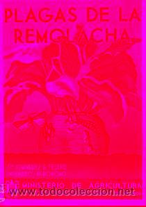 Libros: PLAGAS DE LA REMOLACHA. - Foto 1