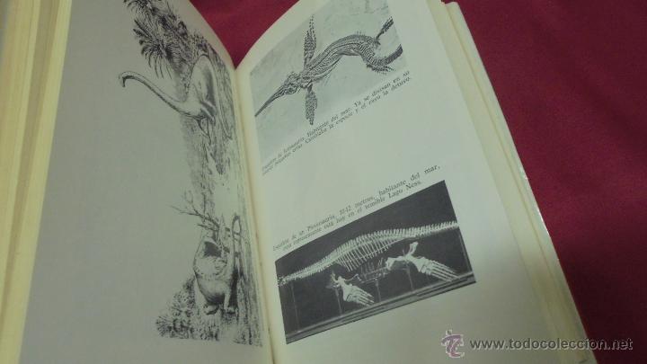 Libros: EL OCASO DE LOS DINOSAURIOS. ALEJANDRO VIGNATI. A.T.E. 1976. - Foto 3