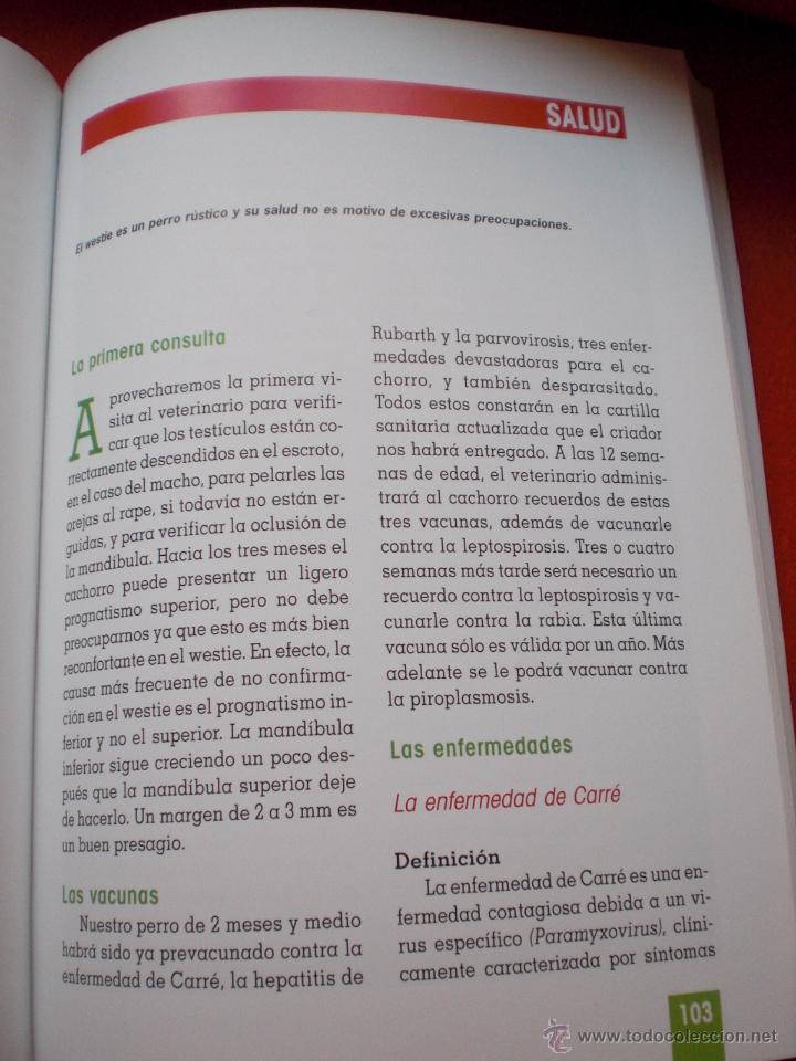 Libros: LIBRO PERROS PERRO TERRIER HIGHLAND WHITE ANIMALES DE COMPA&Ntilde;IA CONNOR ENV&Iacute;O GRATIS - Foto 4
