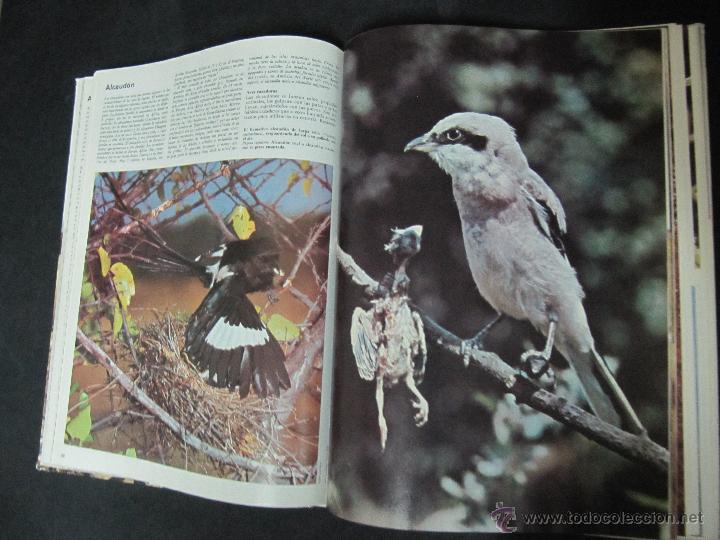 Libros: LIBRO ENCICLOPEDIA DE LA VIDA ANIMAL. BRUGERA. VOLUMEN 1 - Foto 3