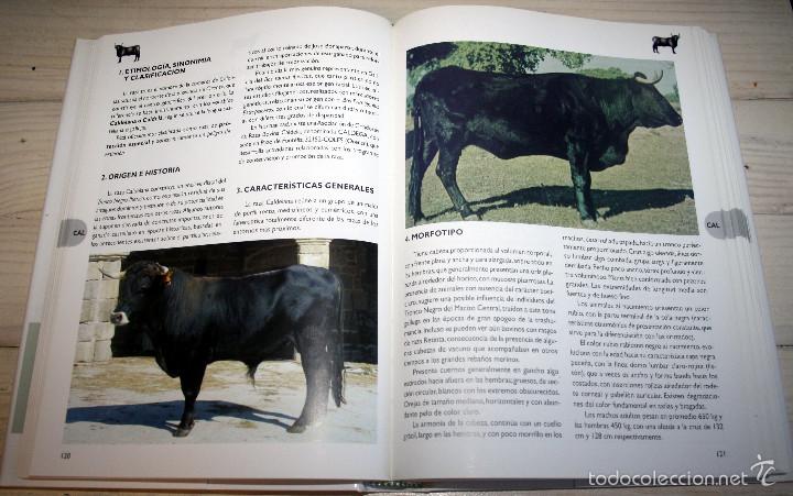 Libros: RAZAS GANADERAS ESPA&Ntilde;OLAS BOVINAS - Foto 2