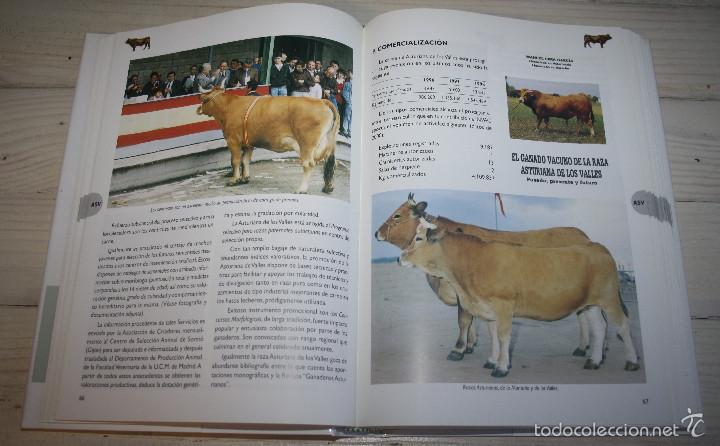 Libros: RAZAS GANADERAS ESPA&Ntilde;OLAS BOVINAS - Foto 4