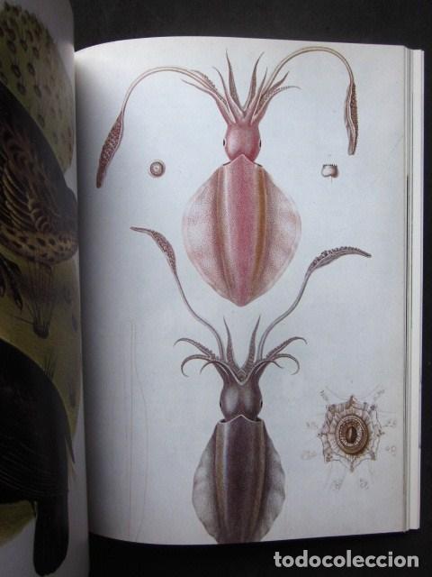 Libros: Alan Moorehead: Darwin. La expedici&oacute;n en el Beagle (1831-1836), Rese&ntilde;a, 1991 - Foto 6