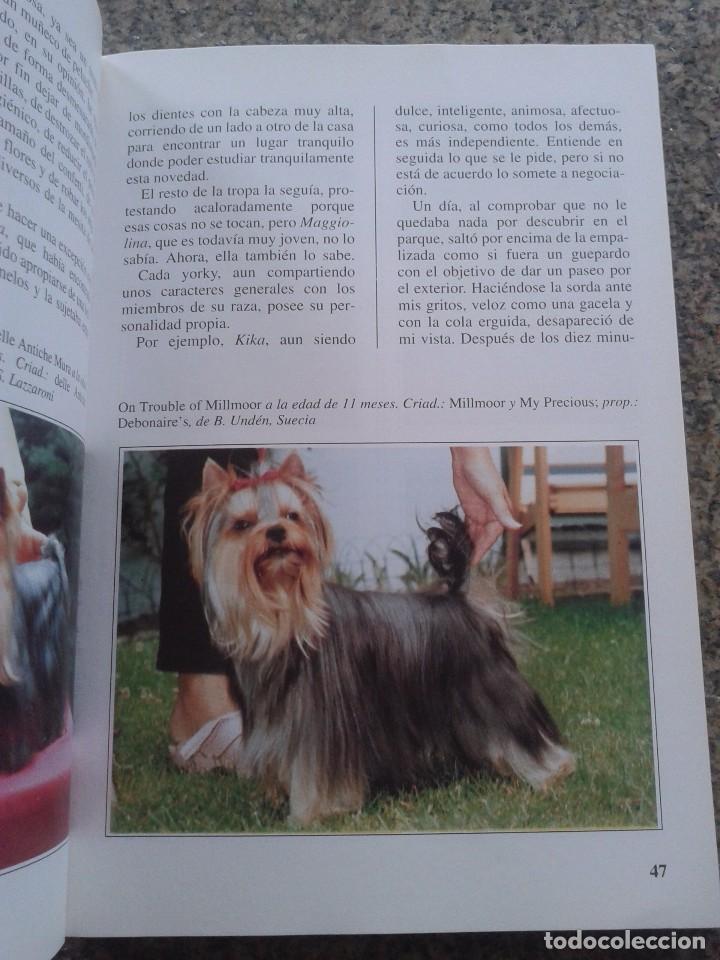 Libros: EL YORKSHIRE TERRIER -- ANTONELLA TOMASELLI -- EDITORIAL DE VECCHI - 1999 -- - Foto 2