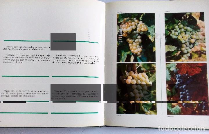 Libros: Imagen y presencia de Codorniu. Tapas duras con sebrecubierta. 1972. - Foto 5