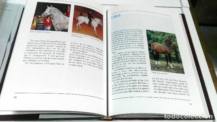 Libros: Vincenzo de Mar&iacute;a, Los caballos ib&eacute;ricos, Vecchi, Barcelona, 2002 - Foto 3