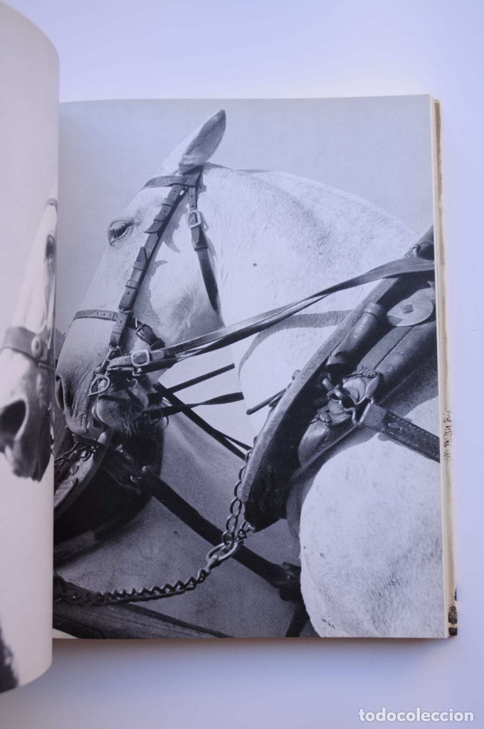 Libros: El gran libro del caballo - ISENBART, Han Heinrich - Foto 7