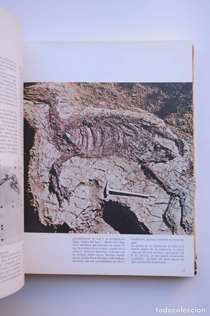 Libros: El gran libro del caballo - ISENBART, Han Heinrich - Foto 9