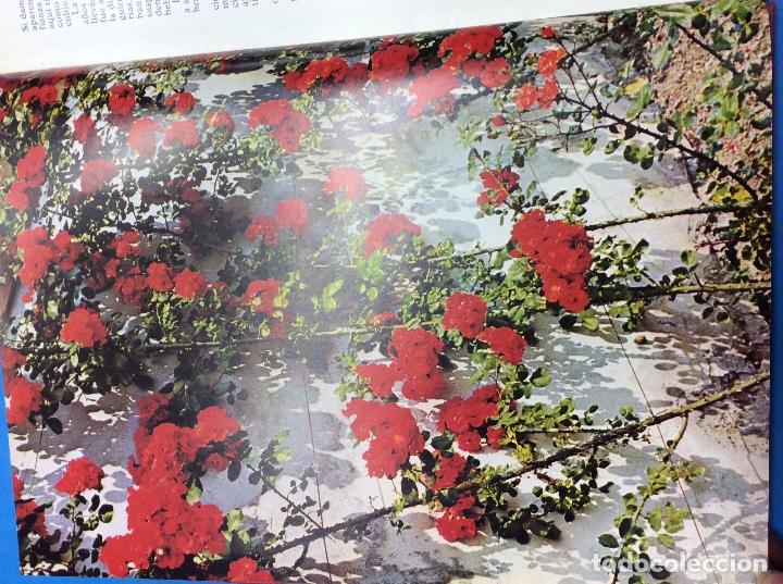 Libros: Las Rosas / Jacqueline Seymour - Foto 2