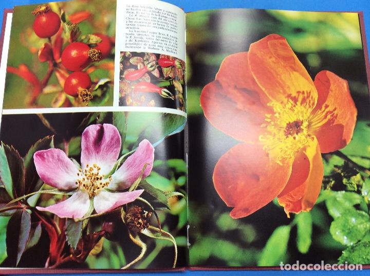 Libros: Las Rosas / Jacqueline Seymour - Foto 3