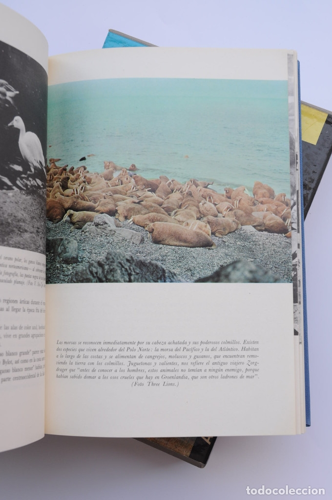 Libros: El mundo viviente - JONCH, Antonio - Foto 8