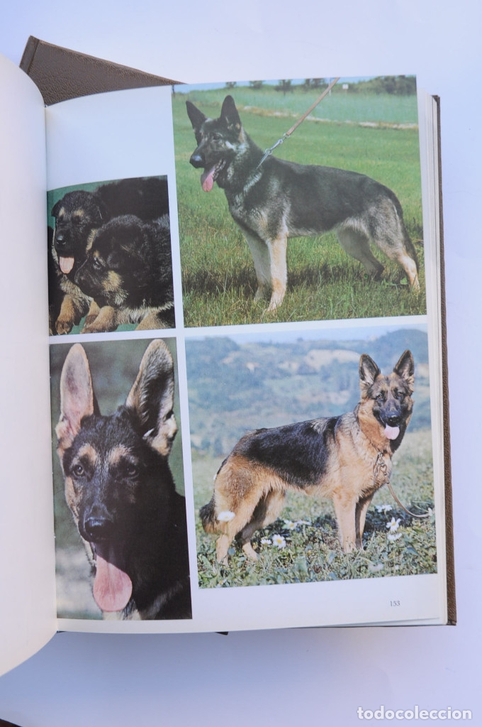 Libros: Enciclopedia del perro - AUTORES VARIOS - Foto 7