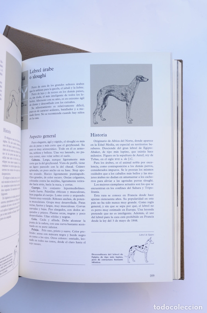 Libros: Enciclopedia del perro - AUTORES VARIOS - Foto 8