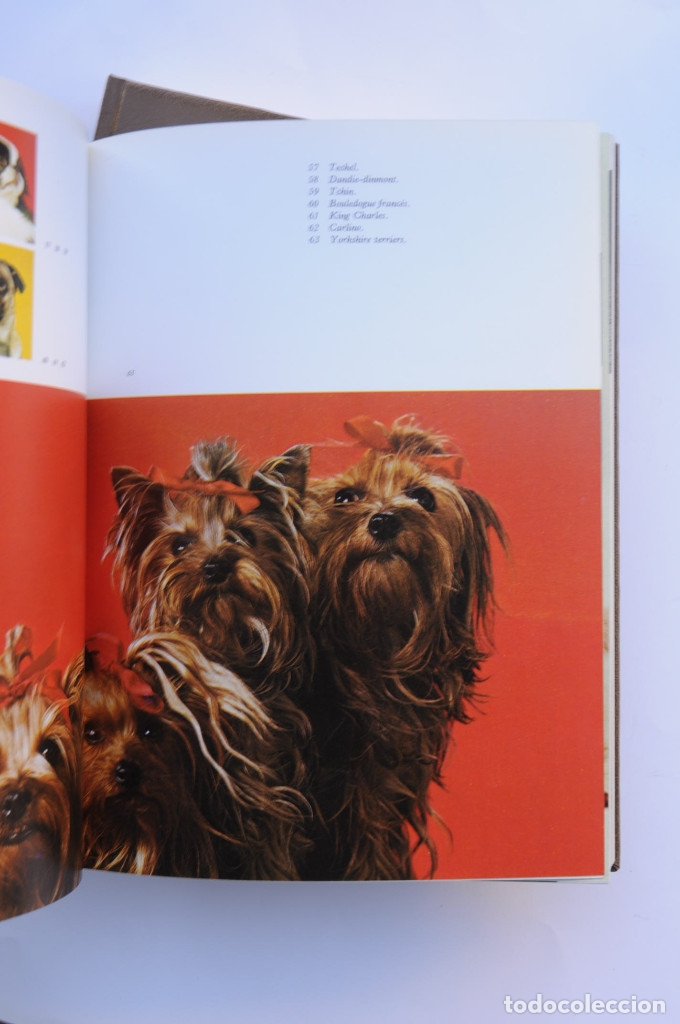 Libros: Enciclopedia del perro - AUTORES VARIOS - Foto 11