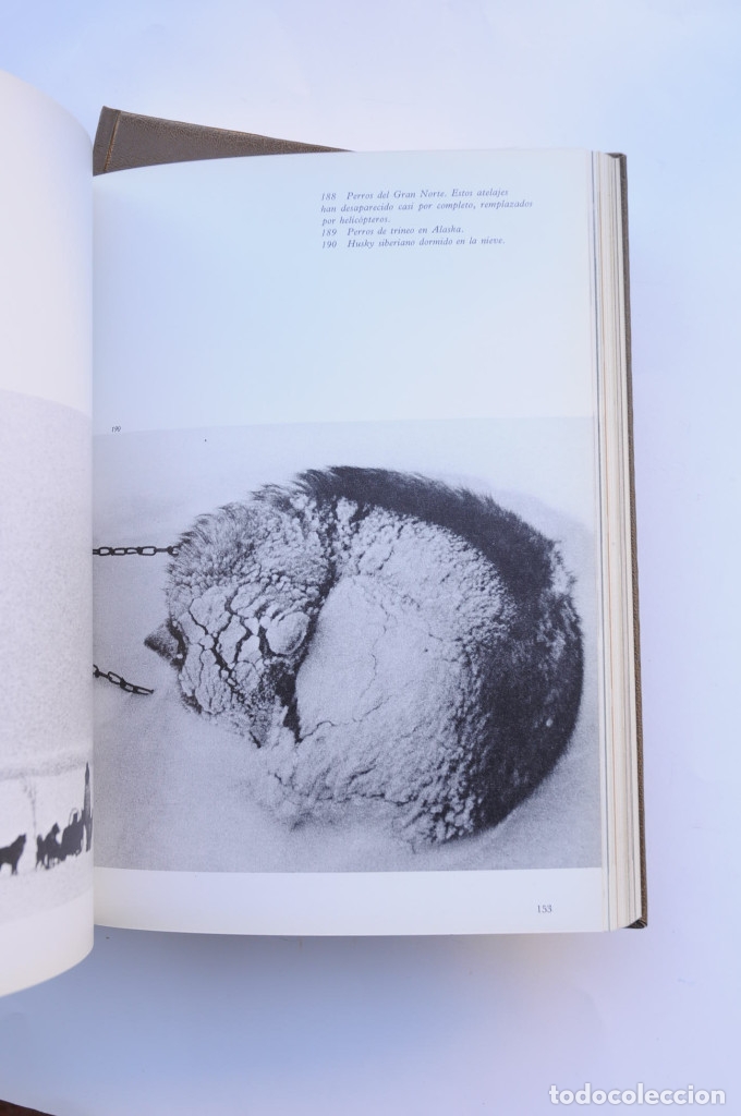 Libros: Enciclopedia del perro - AUTORES VARIOS - Foto 13