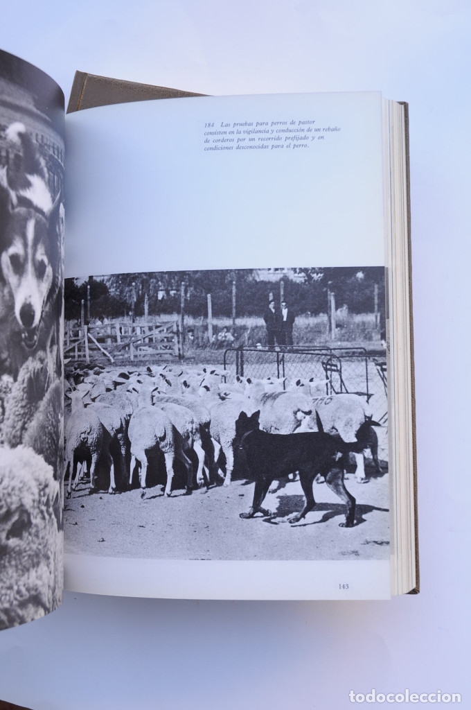 Libros: Enciclopedia del perro - AUTORES VARIOS - Foto 14