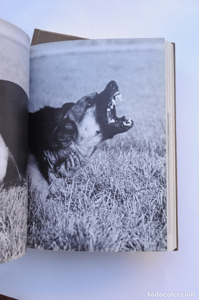 Libros: Enciclopedia del perro - AUTORES VARIOS - Foto 15