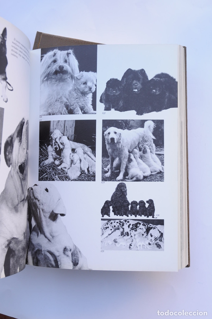 Libros: Enciclopedia del perro - AUTORES VARIOS - Foto 16