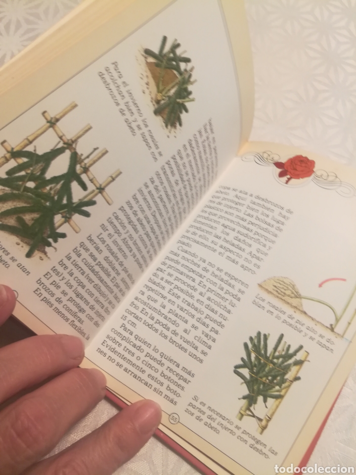 Libros: EL FASCINANTE ENCANTO DE LAS ROSAS - Foto 5