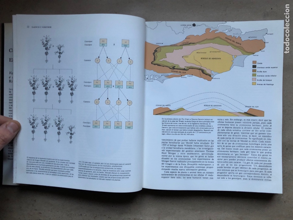 Libros: EL ORIGEN DE LAS ESPECIES, CHARLES DARWIN. VERSI&Oacute;N ABREVIADA E INTRODUCCI&Oacute;N DE RICHARD E. LEAKEY. - Foto 5