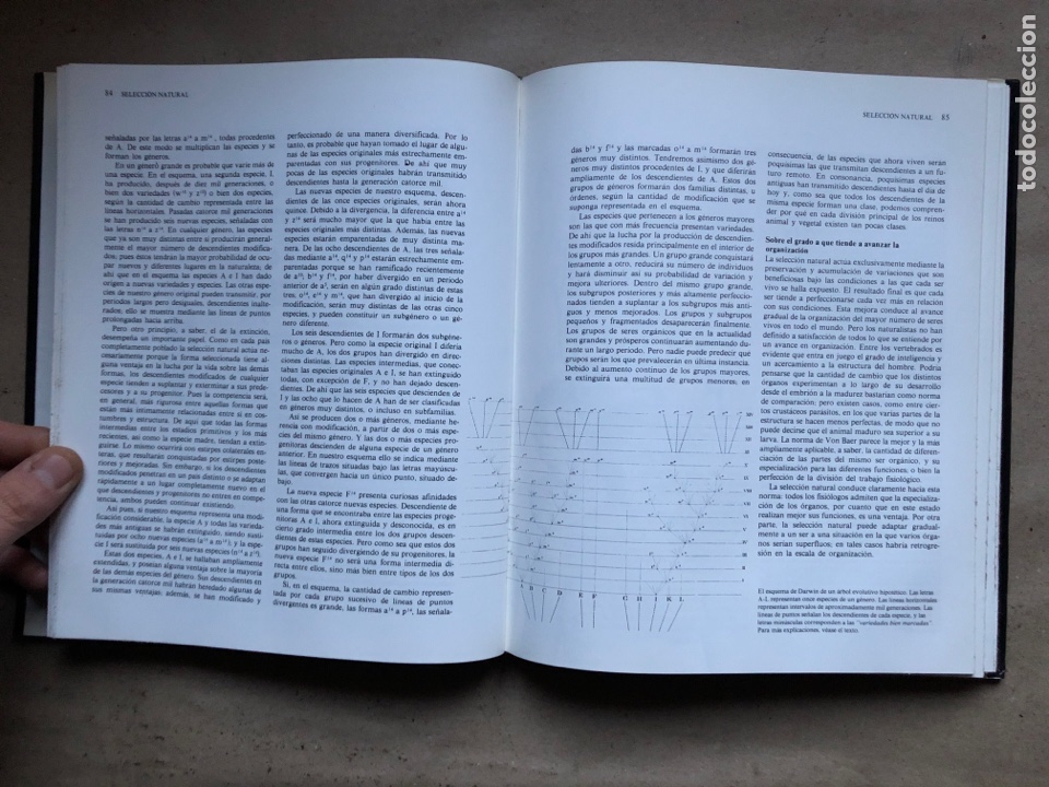 Libros: EL ORIGEN DE LAS ESPECIES, CHARLES DARWIN. VERSI&Oacute;N ABREVIADA E INTRODUCCI&Oacute;N DE RICHARD E. LEAKEY. - Foto 7