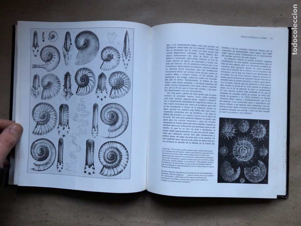 Libros: EL ORIGEN DE LAS ESPECIES, CHARLES DARWIN. VERSI&Oacute;N ABREVIADA E INTRODUCCI&Oacute;N DE RICHARD E. LEAKEY. - Foto 8