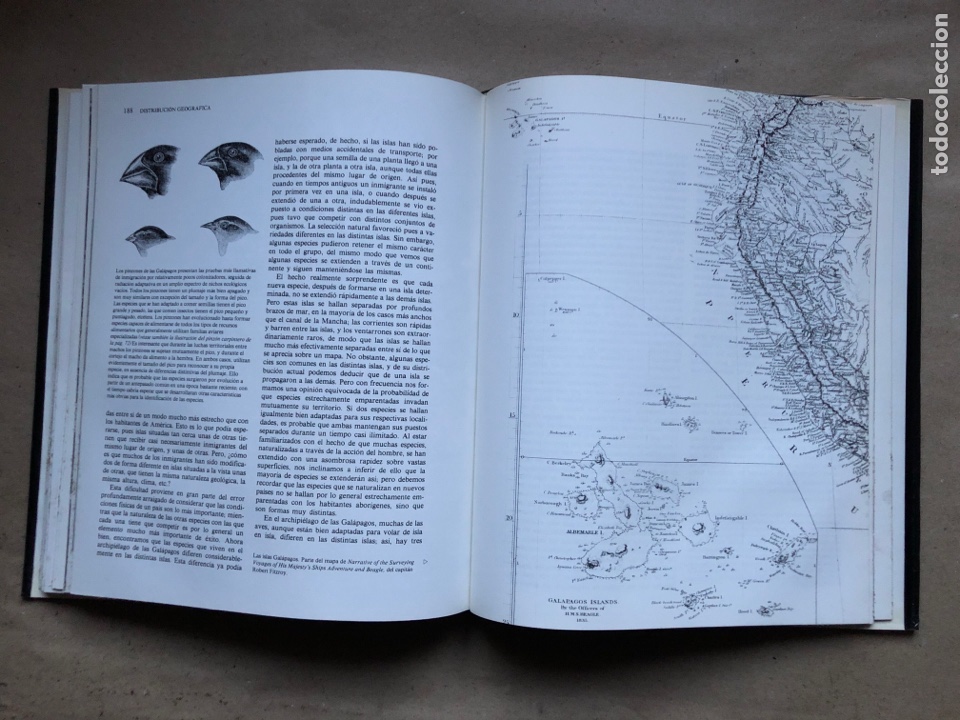 Libros: EL ORIGEN DE LAS ESPECIES, CHARLES DARWIN. VERSI&Oacute;N ABREVIADA E INTRODUCCI&Oacute;N DE RICHARD E. LEAKEY. - Foto 9