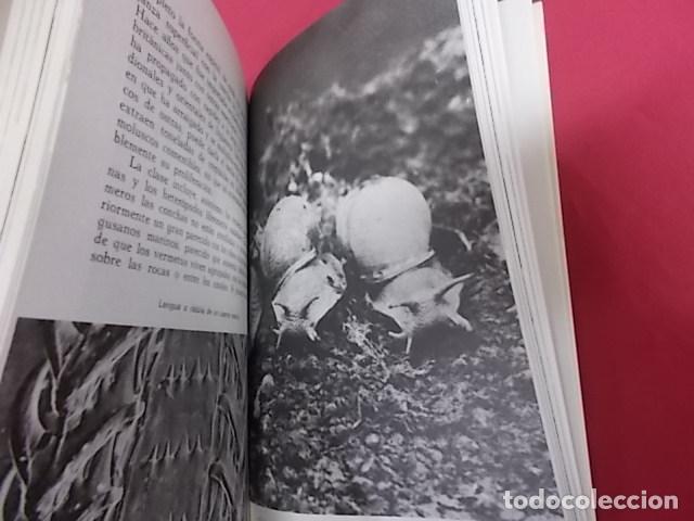 Libros: ANIMALES. 4 TOMOS. MAURICE BURTON. DAIMON - Foto 5