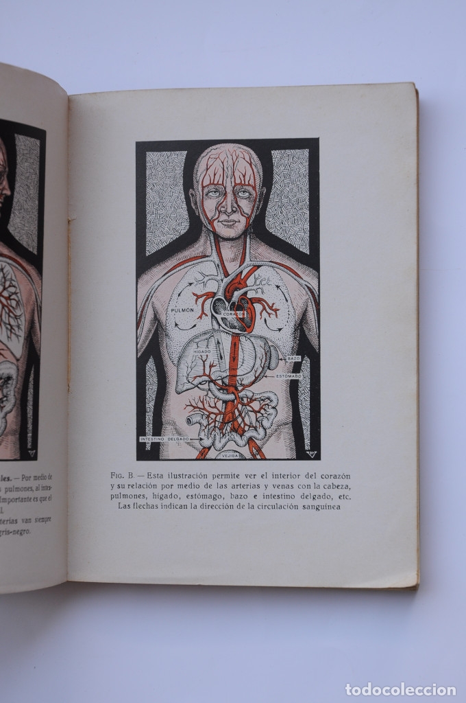 Libros: C&oacute;mo prolongar la juventud y curar la arterioesclerosis - VANDER, Adrian - Foto 4