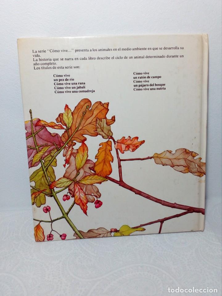 Libros: C&Oacute;MO VIVE UN P&Aacute;JARO DEL BOSQUE /EL ARRENDAJO/ (EDICIONES ALTEA) 1981 - Foto 2