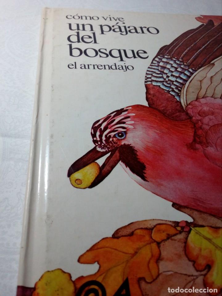 Libros: C&Oacute;MO VIVE UN P&Aacute;JARO DEL BOSQUE /EL ARRENDAJO/ (EDICIONES ALTEA) 1981 - Foto 7