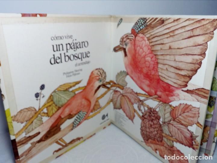 Libros: C&Oacute;MO VIVE UN P&Aacute;JARO DEL BOSQUE /EL ARRENDAJO/ (EDICIONES ALTEA) 1981 - Foto 9