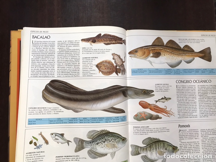 Libros: Gu&iacute;a completa de la pesca. Susaeta - Foto 8