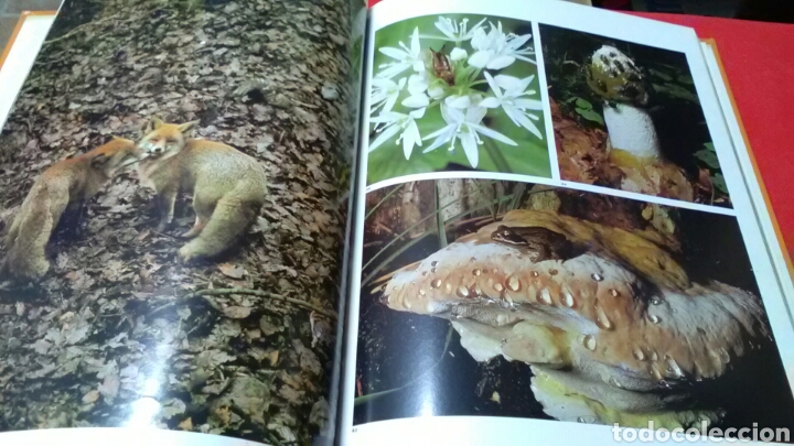 Libros: LA NATURALEZA .Max A. Wyss . Jaime Libros . - Foto 2
