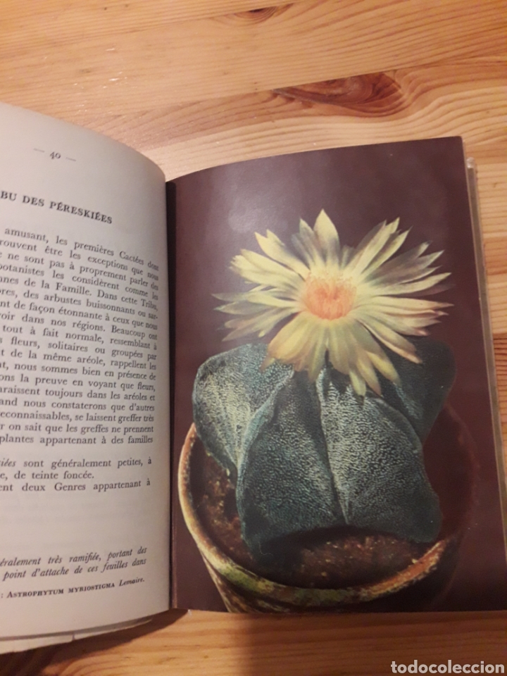 Libros: bertrand guillaumin Cactus Cactees en frances - Foto 3