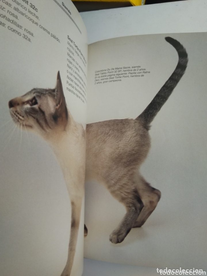 Libros: GATO SIAMES Y ORIENTAL - Foto 3
