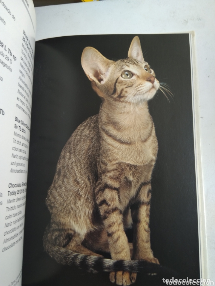 Libros: GATO SIAMES Y ORIENTAL - Foto 4