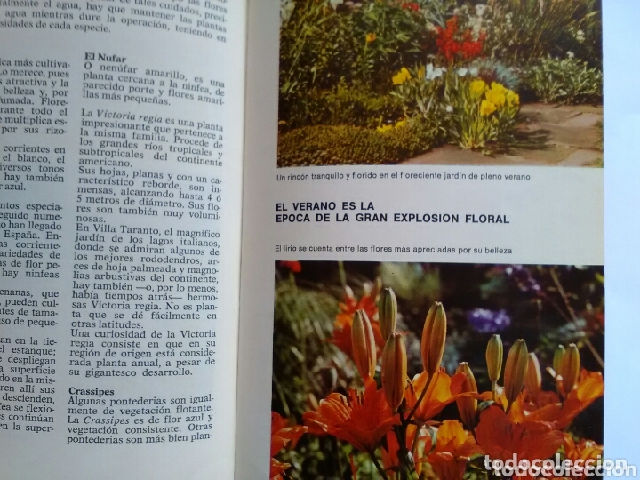 Libros: ABC de las plantas de jard&iacute;n . Magda R&oacute;denas .Circulo de lectores - Foto 3