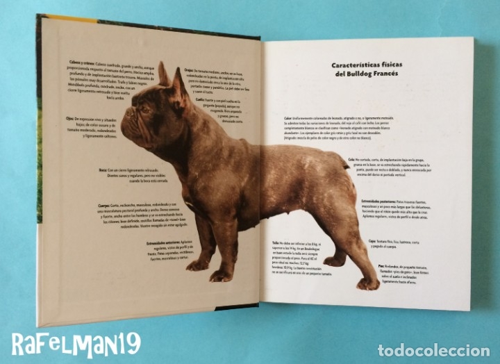 Libros: BULLDOG FRANC&Eacute;S - SERIE EXCELLENCE . RAZAS DE HOY - Foto 2