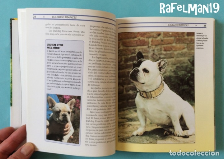 Libros: BULLDOG FRANC&Eacute;S - SERIE EXCELLENCE . RAZAS DE HOY - Foto 3