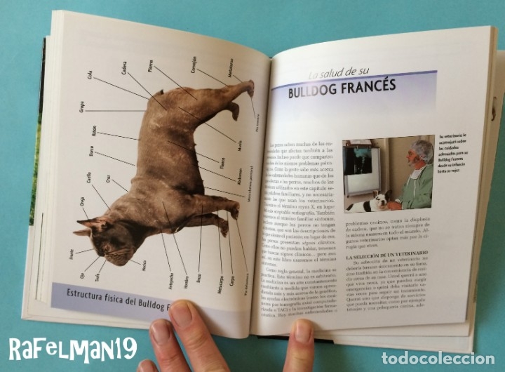 Libros: BULLDOG FRANC&Eacute;S - SERIE EXCELLENCE . RAZAS DE HOY - Foto 4