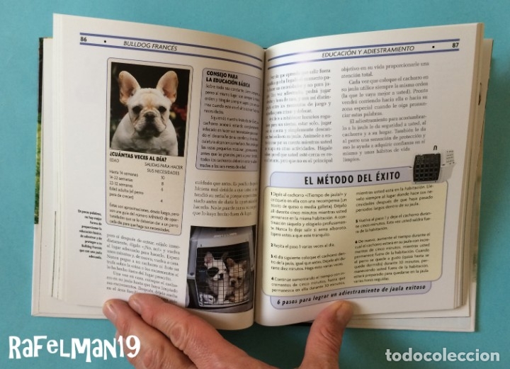 Libros: BULLDOG FRANC&Eacute;S - SERIE EXCELLENCE . RAZAS DE HOY - Foto 5