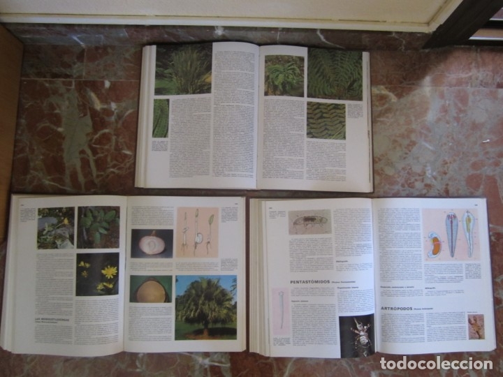 Libros: ENCICLOPEDIA DE LAS CIENCIAS SALVAT - Foto 8