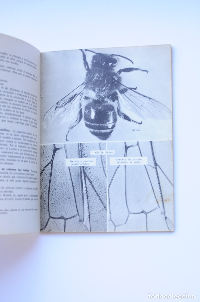 Libros: Mis abejas - AUTORES VARIOS - Foto 3
