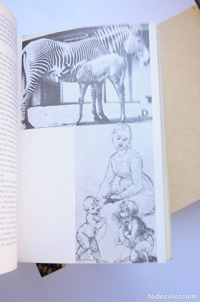 Libros: Enciclopedia de la mujer - BLANCAFORT, Isabel - Foto 9