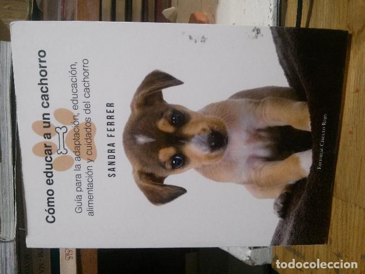 Libros: C&oacute;mo educar a un cachorro, Sandra Ferrer, Ed. Circulo rojo - Foto 1